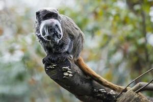 Emperor Tamarin monkey while looking at you photo