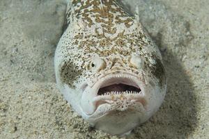 Stargazer priest fish hunting in sand in Philippines photo