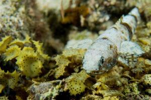 A lizard fish on corals sand in Cebu Philippines photo