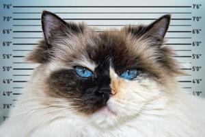 Blue Eyes white and black ragdoll cat portrait photo