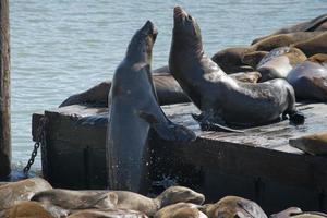 San Francisco Pier 39 two sea lions while fighting for the place photo