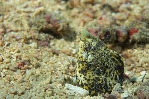 Snake fish coming out from its nest in Cebu, Philippines photo