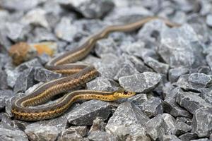 snake on the rocks photo