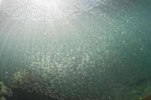 Inside a giant sardines school of fish in the reef and blue sea photo