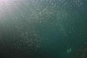 Diver entering Inside a giant sardines bait ball underwater photo