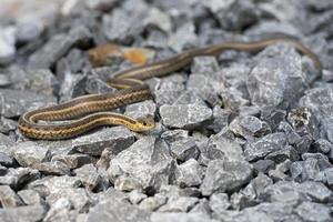 serpiente en las rocas foto