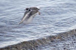 seagulls while flying photo