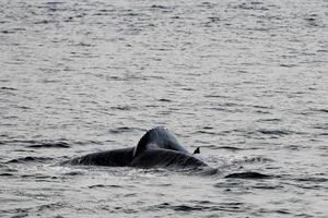 cola de ballena jorobada foto