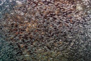 bola de cebo gigante de peces de vidrio que se mueve bajo el agua foto