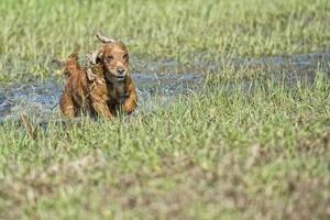 Dog Puppy cocker spaniel playing in the water photo