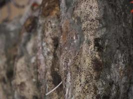 seasoned guanciale Italian different traditional sausages at the store. photo