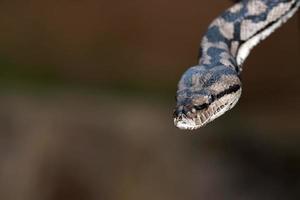 retrato de serpiente pitón viniendo hacia ti foto