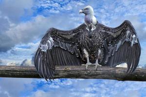 Isolated vulture, buzzard looking at you photo