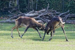 African deers while fighting photo