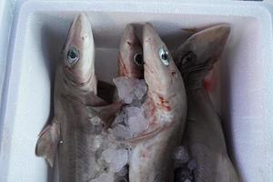 tiburón cazón a la venta en el mercado de pescado foto