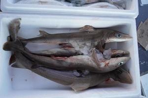 tiburón cazón a la venta en el mercado de pescado foto