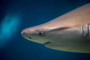 Grey shark jaws ready to attack underwater close up portrait photo