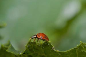 Ladybug walking on leaf edge photo