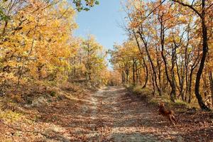 A dog cocker spaniel jumpin in autumn path photo