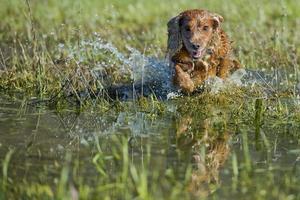 Puppy cocker spaniel playing in the water photo