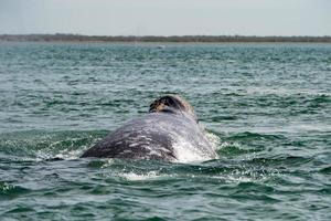 grey whale approaching a boat photo