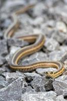 serpiente en las rocas foto