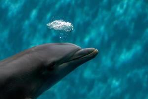 delfines jugando con burbujas bajo el agua foto