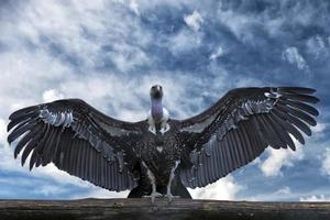 Isolated vulture, buzzard looking at you photo