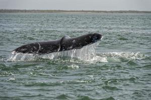 grey whale tail going down in ocean photo