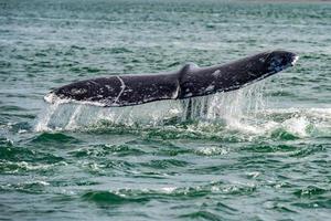 grey whale tail going down in ocean photo