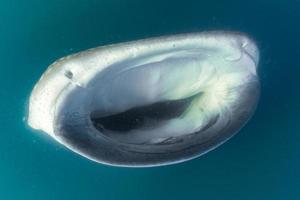 Whale Shark scuba underwater portrait photo