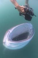 tiburón ballena acercándose a un buzo bajo el agua en baja california foto