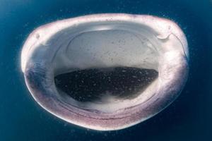 Whale Shark open mouth close up portrait underwater photo