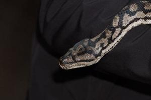 Python snake portrait hanging from man photo