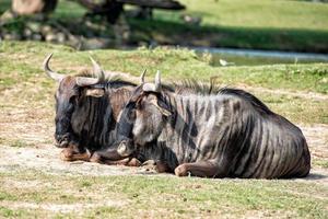 gnu africano mientras descansa sobre la hierba foto