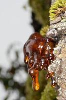 tree natural amber resin photo