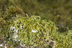 Green moss macro photo