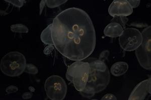jellyfish isolated on black photo