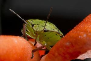 green beatle on red background photo