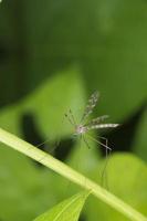 Mosca mosquito gigante aislado sobre fondo de hoja verde foto