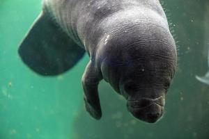 newborn baby manatee close up portrait photo