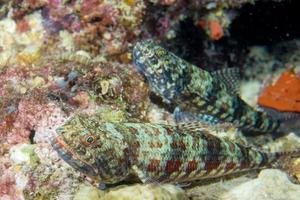 A colorful lizard fish on hard coral macro in Cebu Philippines photo