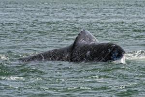 grey whale tail going down in ocean photo