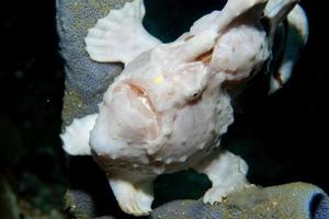 A frog fish on hard coral macro in Cebu Philippines photo