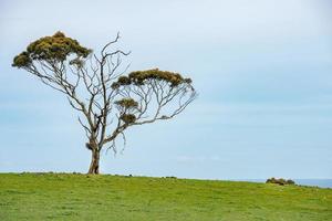 árbol solitario en la costa sur de australia foto