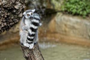 lemur monkey while spreading arms to the sun photo