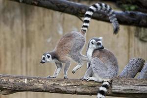 lemur monkey while jumping photo