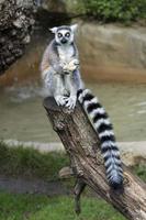 lemur monkey while jeating an apple photo