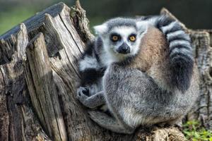 lemur monkey while looking at you photo