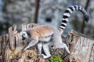 lemur monkey while jumping photo